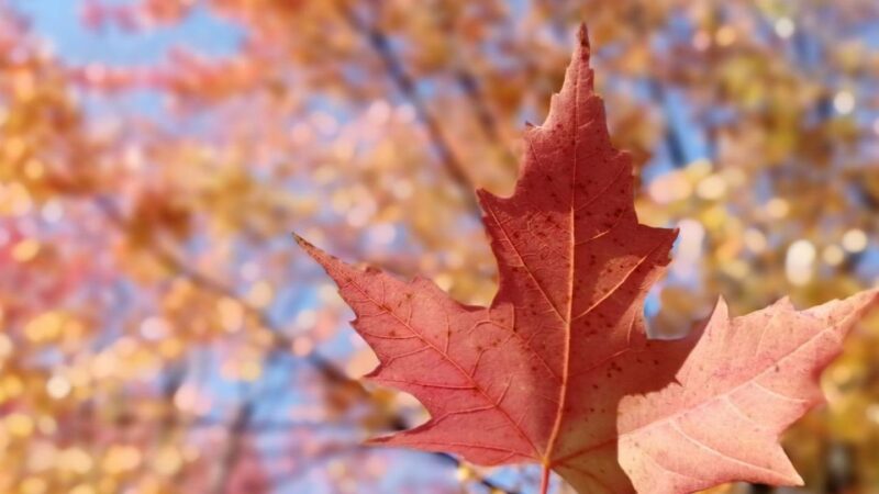 加拿大的夢幻時刻 Fantastic Moment in Canada