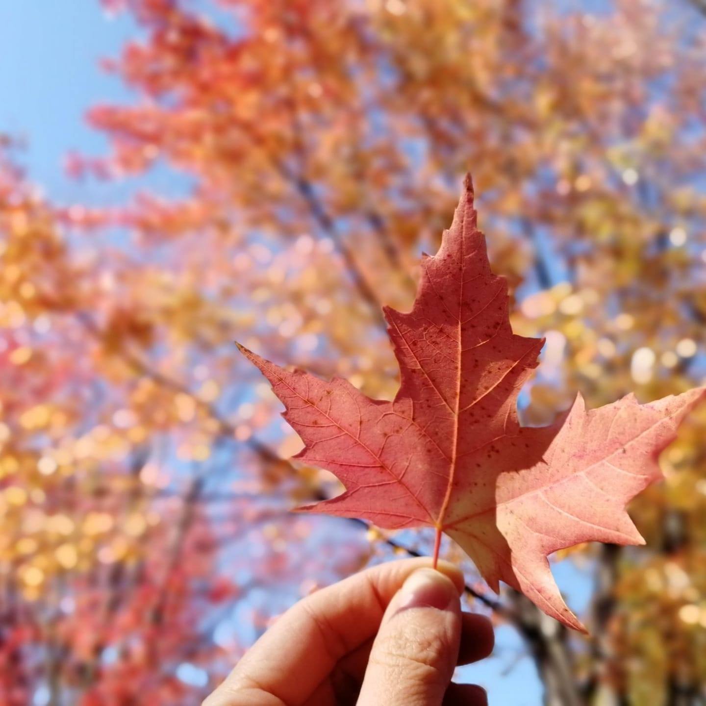 加拿大的夢幻時刻 Fantastic Moment in Canada